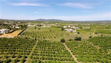 4 bedroom farm house, with swimming pool and orchard in Luz De Tavira