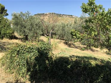 House With Garden And Olive Trees In Sabina