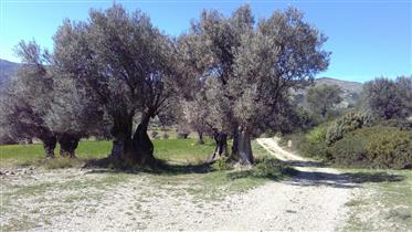 For Sale Farm With Olive Grove