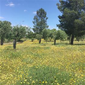 Charmante Off Grid vollständig renovierte Quinta mit Olive Biohof auf 5,7 Hektar 